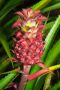 Pineapple, Botanical Gardens, Hilo