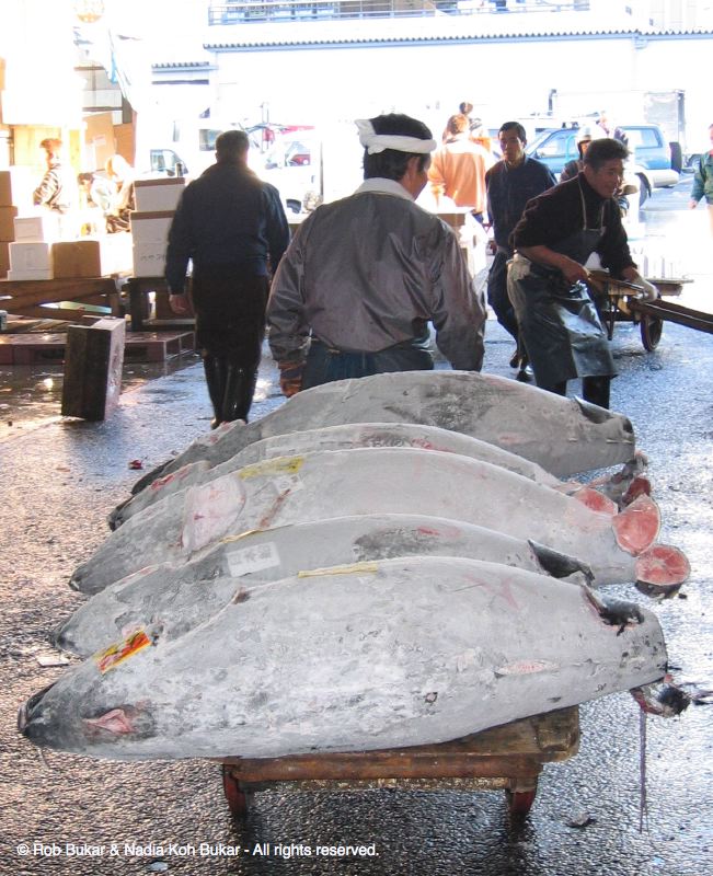 Frozen Tuna at Fish Market, Tokyo