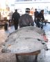 Frozen Tuna at Fish Market, Tokyo