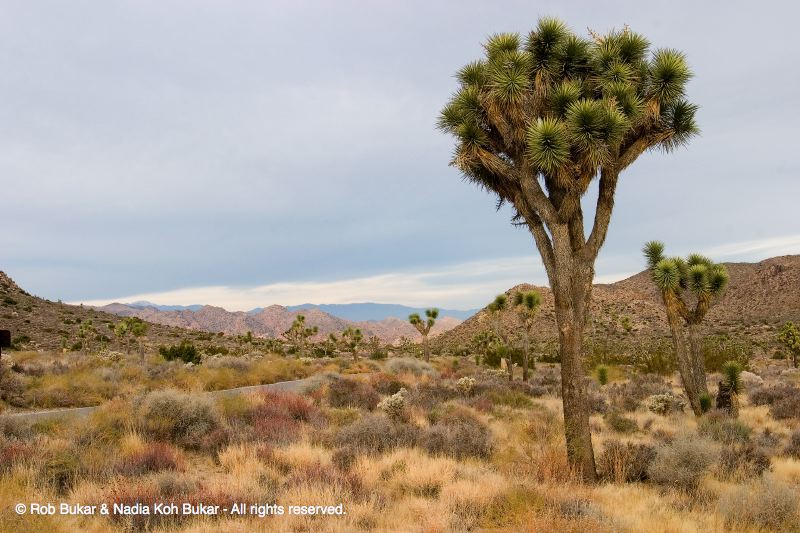 Joshua Tree