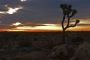 Joshua Tree Sunrise