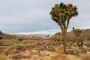 Joshua Tree