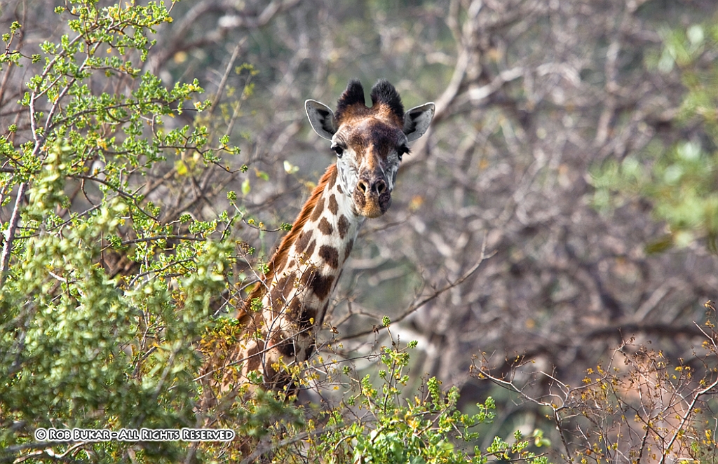 PHOTOS of Kenya