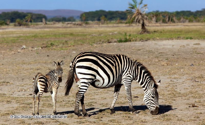 Mother and Baby Zebra