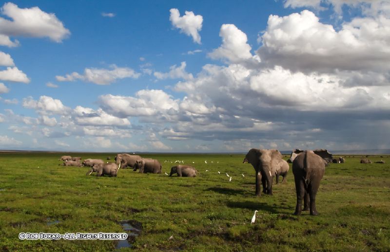Elephants