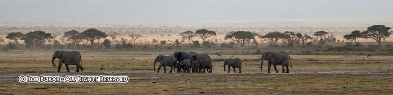 Amboseli Elephants