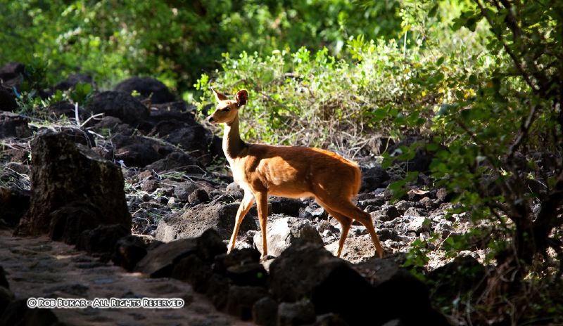 Female Steenbok
