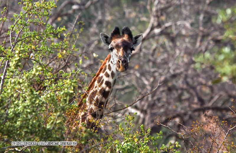 Giraffe