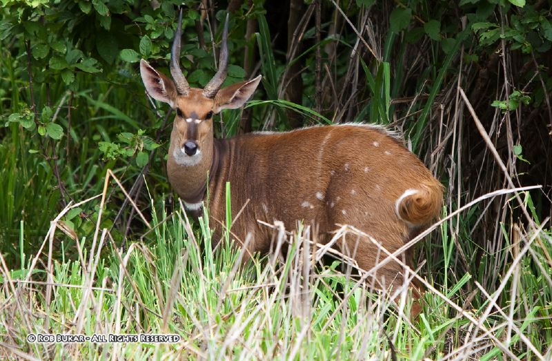 Bushbuck