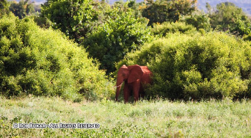 Elephant Tsavo East