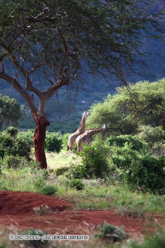 Two Giraffes
