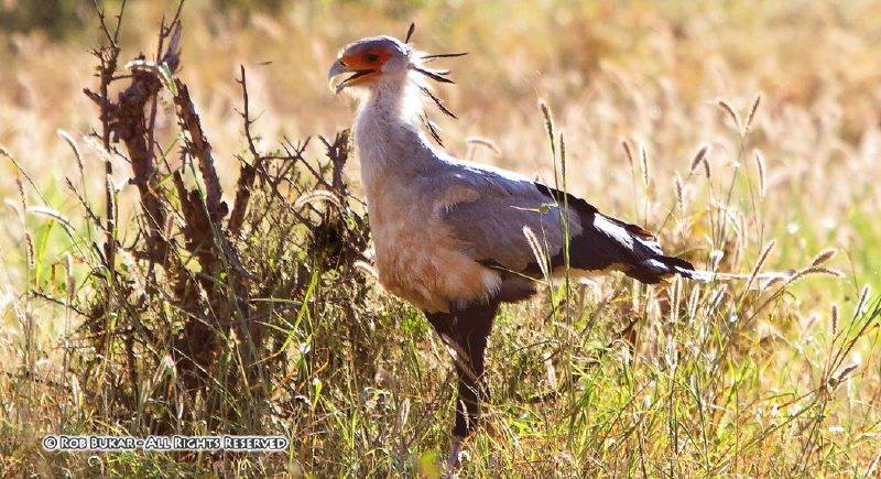 Secretary Bird