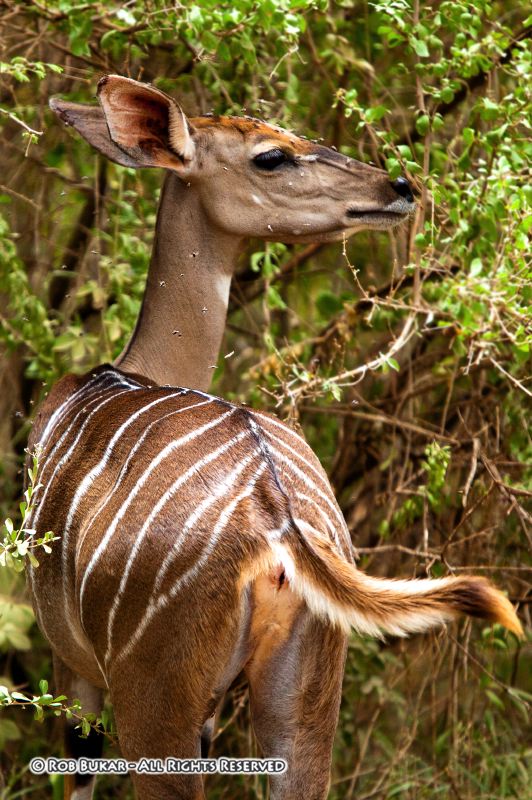 Kudu