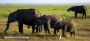 Elephants Amboseli