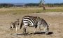 Mother and Baby Zebra