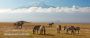 Kilimanjaro