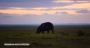 Hippo at Dawn