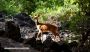 Female Steenbok
