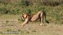 Yawning Lion