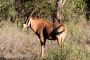 Oryx