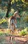 Impala