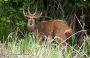 Bushbuck
