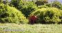 Elephant Tsavo East