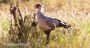 Secretary Bird