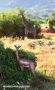 Gerenuk - Giraffe Antelope