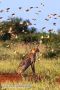 Cheetah and Birds
