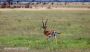 Grants Gazelle