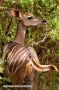 Kudu