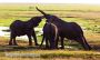 Elephants Playing