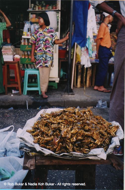 Grasshoppers