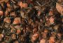 Bats, Carlsbad Caverns,  Postcard