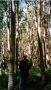 Birch Forest Above Santa Fe