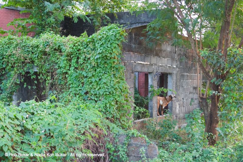 Tita (Aunt) Bec's abandoned home after Pinatubo Eruption