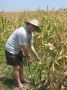 Rob on our  Corn Field