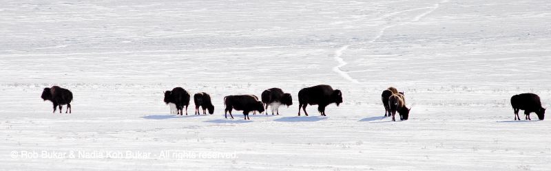 Herd of Bison outside of Zion National Park