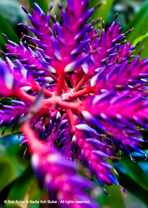 Flower at United States Botanical Gardens