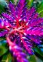 Flower at United States Botanical Gardens
