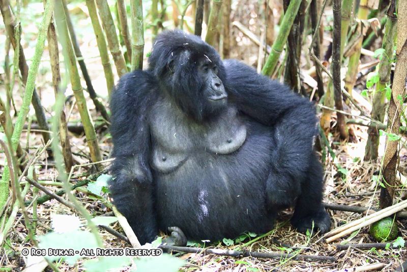 Pregnant Gorilla