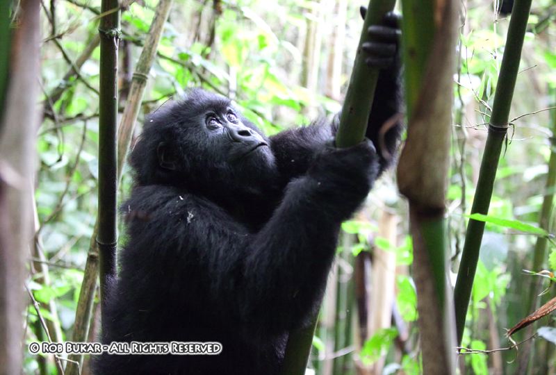 Climbing The Bamboo