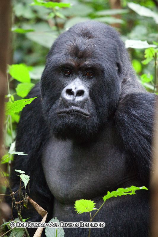 Guhonda Largest Mountain Silverback