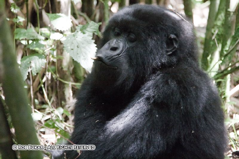 Gorilla Snacking