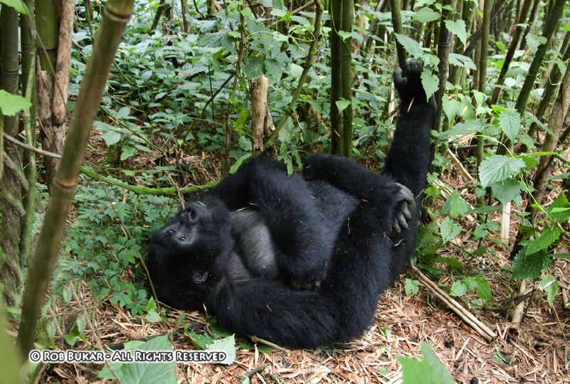 Laying Around Gorilla