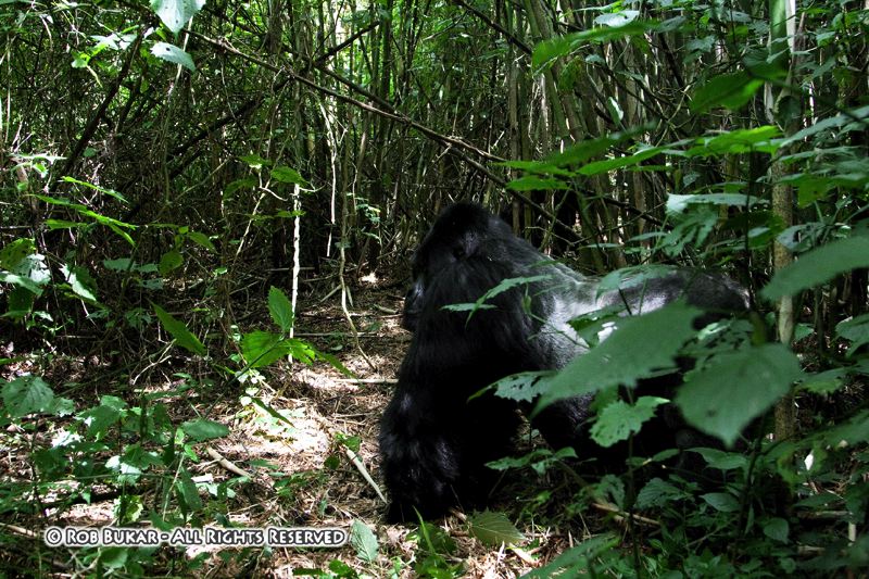 Silverback with Troop