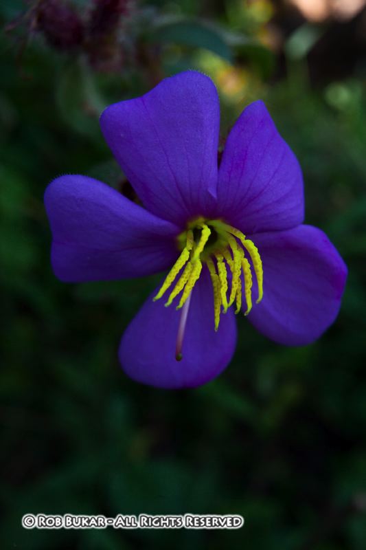 Blue Flower