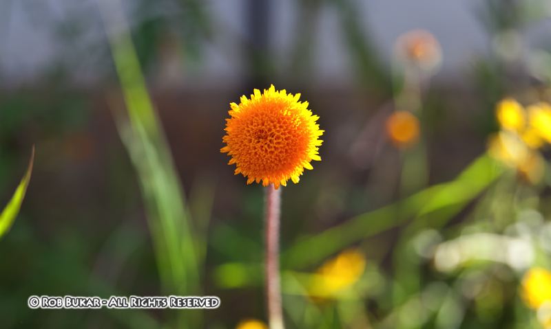 Small Yellow Flower