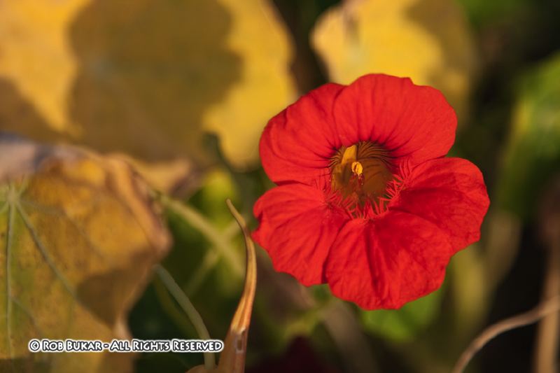Orange Flower